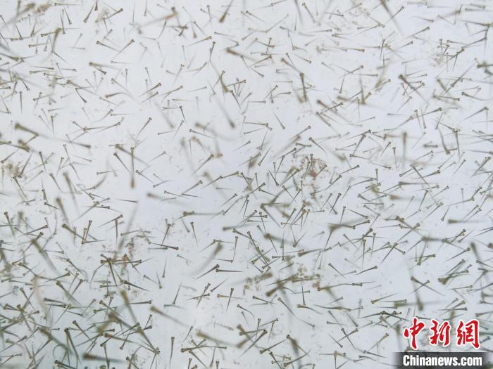 圖為魚苗?！?zhí)砀?攝