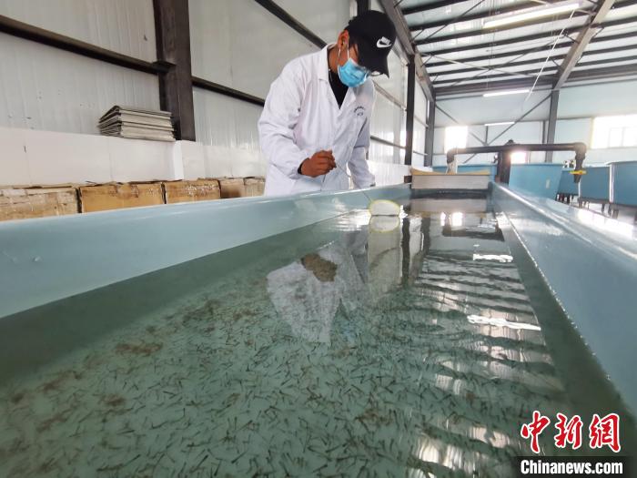 圖為工作人員檢查魚苗?！?zhí)砀?攝