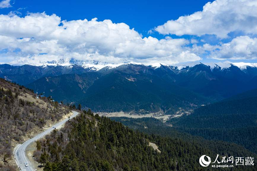 圖為在海拔4700多米的色季拉山，觀測從森林到草甸的多種植被類型。