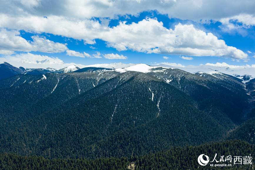圖為在海拔4700多米的色季拉山，觀測從森林到草甸的多種植被類型。