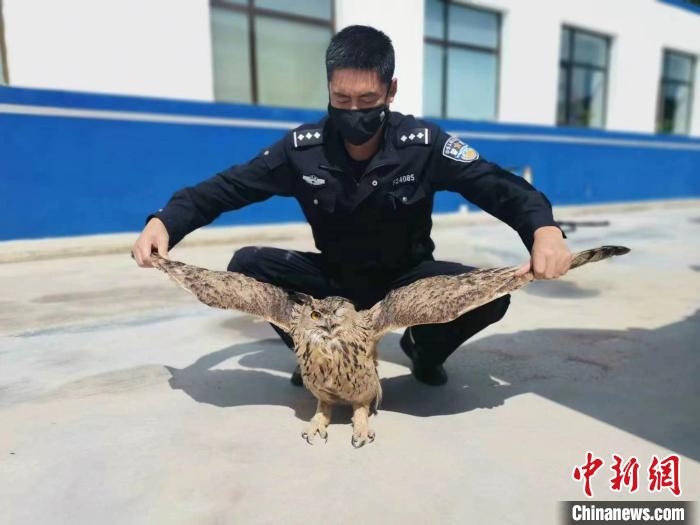 青?；ブ衤?lián)手救助國家二級保護野生動物雕鸮