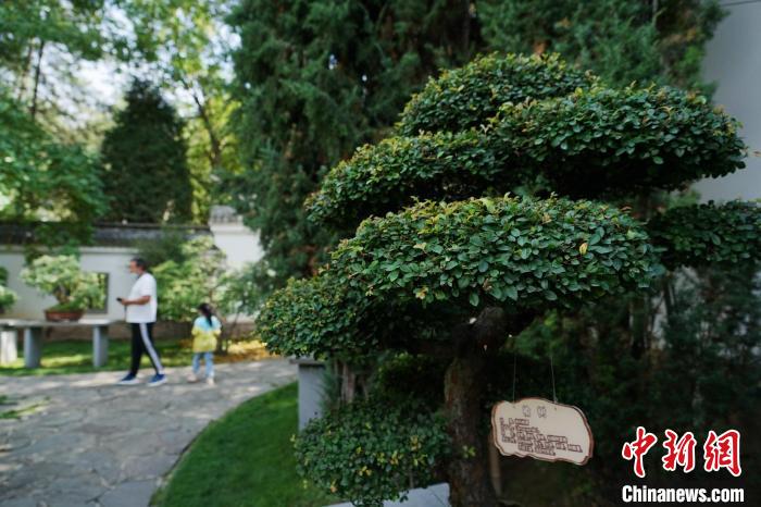 圖為在西寧園林植物園內(nèi)，造型奇特的盆景吸引市民。　馬銘言 攝