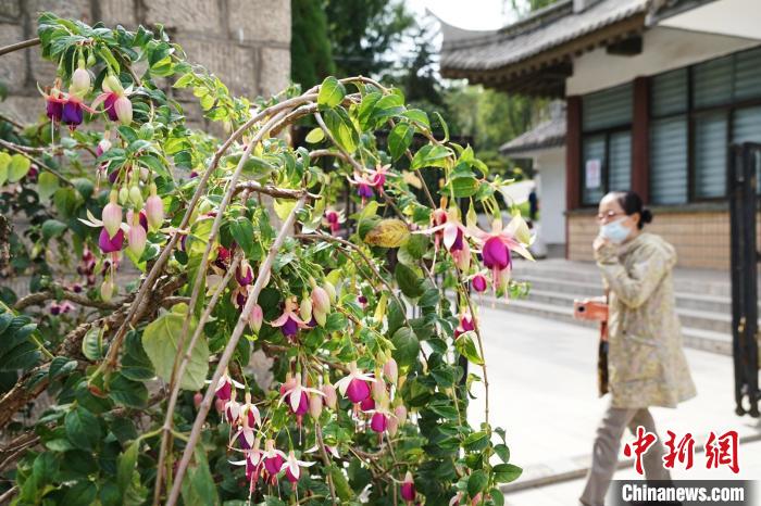 圖為市民在西寧園林植物園內(nèi)觀賞花卉?！●R銘言 攝