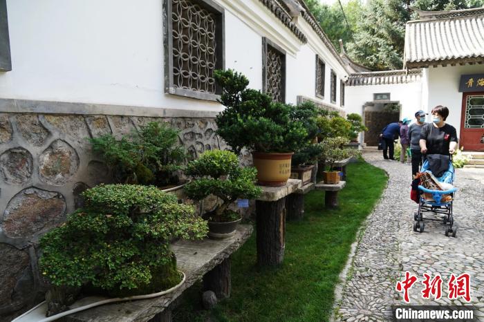 圖為市民在西寧園林植物園內(nèi)觀賞盆景。　馬銘言 攝