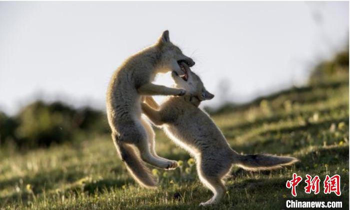圖為郝進(jìn)芳的作品《難分勝負(fù)》。　青海省祁連山自然保護(hù)協(xié)會(huì)供圖