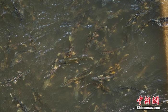 資料圖：圖為今年5月底到8月初，青海湟魚(yú)洄游產(chǎn)卵 馬銘言攝