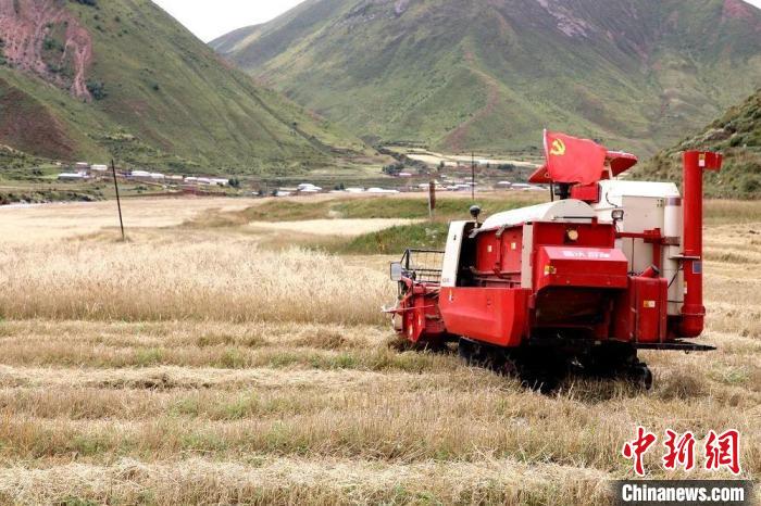 圖為秋收現(xiàn)場(chǎng)。　玉樹(shù)州委宣傳部供圖