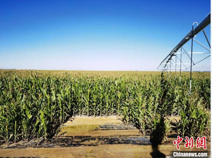 青?！凹Z改飼”項目收儲飼草44萬余噸