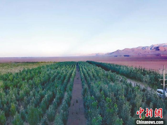 圖為格爾木境內(nèi)種植的綠樹?！「駹柲救诿襟w中心供圖