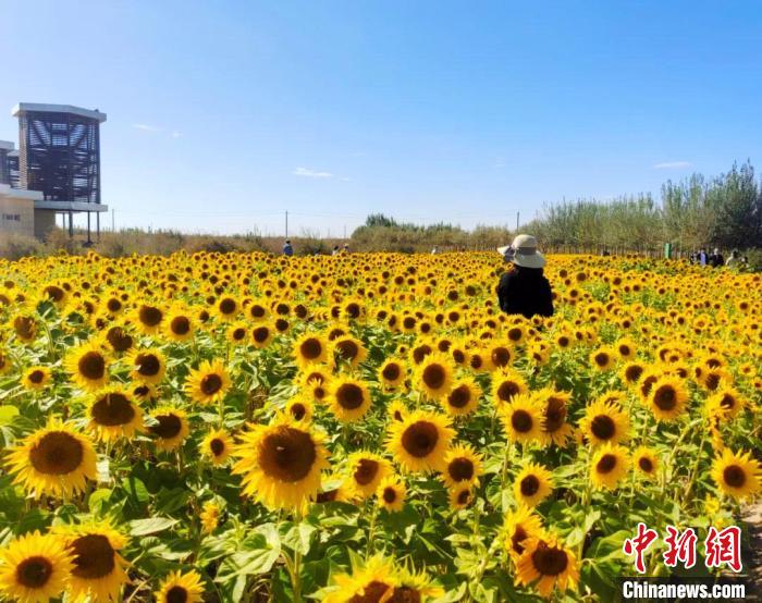 圖為格爾木境內(nèi)的向日葵花海?！「駹柲救诿襟w中心供圖