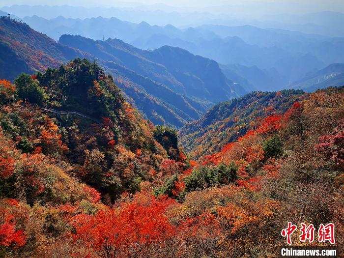 巴山大峽谷漫天紅葉?！埰?攝