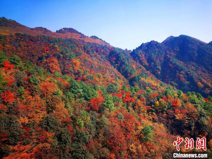 巴山大峽谷漫天紅葉。　張平 攝