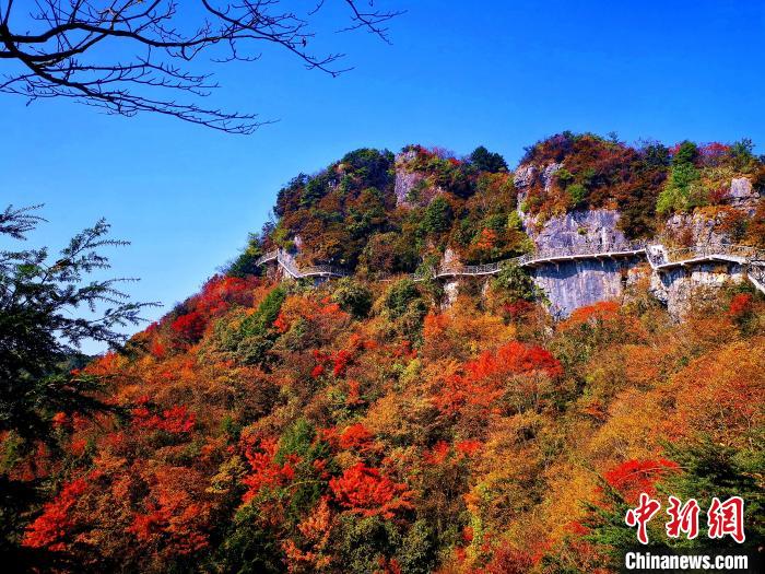 巴山大峽谷漫天紅葉?！埰?攝