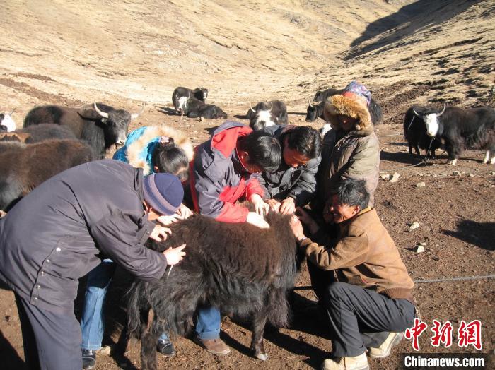 資料圖為研究團(tuán)隊(duì)在青南高原地區(qū)開展了牦牛寄生蟲病流行病學(xué)和防治技術(shù)研究?！?青海省畜牧獸醫(yī)科學(xué)院供圖