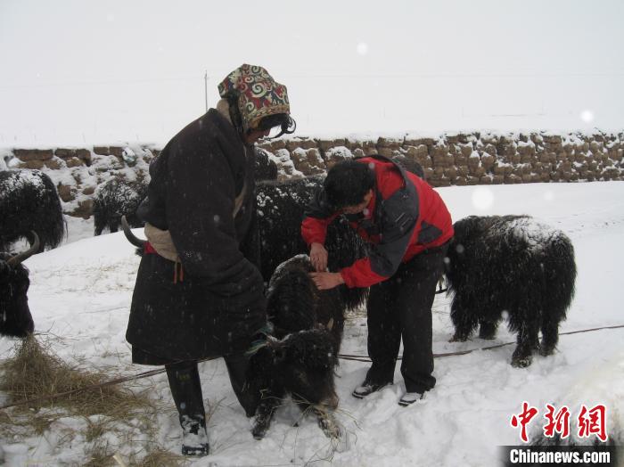 資料圖為研究團(tuán)隊(duì)在達(dá)日縣檢查牛背部皮蠅幼蟲感染情況?！?青海省畜牧獸醫(yī)科學(xué)院供圖