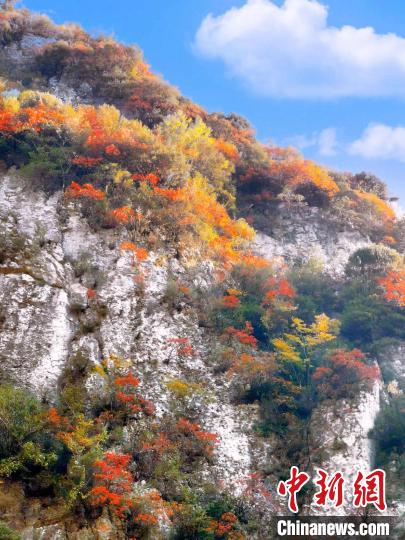 彩林色彩斑斕。　朱平安 攝