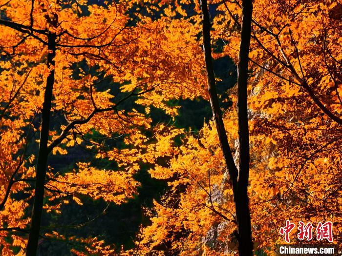 秋意濃?！≈炱桨?攝