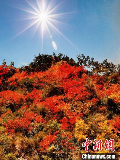 萬源市紅葉似火?！≈炱桨?攝