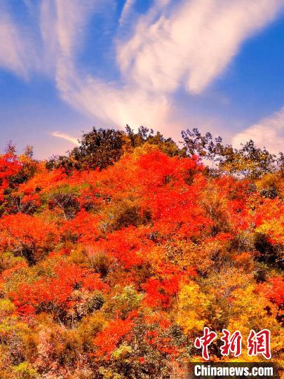 萬源深秋紅葉似火?！≈炱桨?　攝