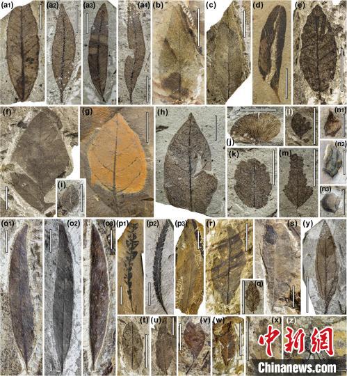 中始新世熱魯化石植物群(4500萬(wàn)–4000萬(wàn)年前)?！≈锌圃呵嗖馗咴?供圖