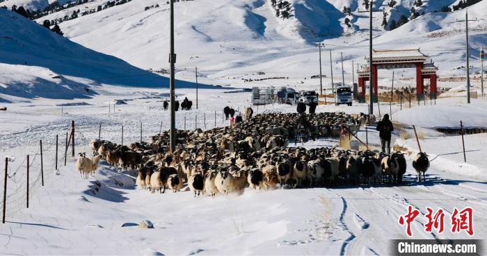 圖為村民在雪地上放牧。　都蘭縣融媒體中心供圖