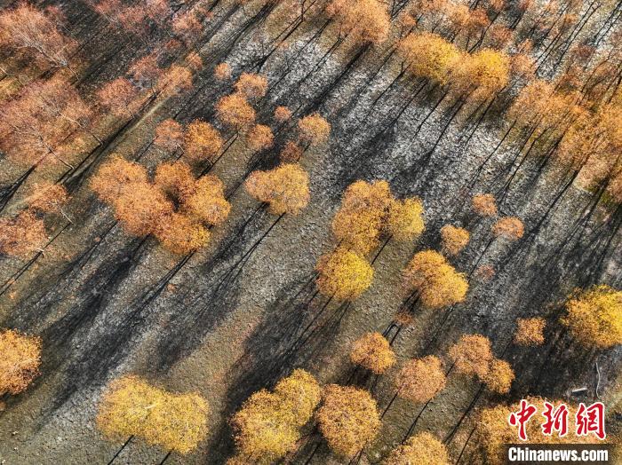 入冬時(shí)節(jié)，雅魯藏布江畔的樹林一片金黃?！《拘?攝