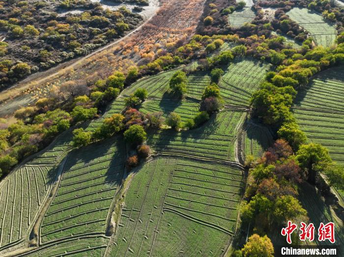 圖為11月8日，雅魯藏布江畔的高原梯田?！《拘?攝