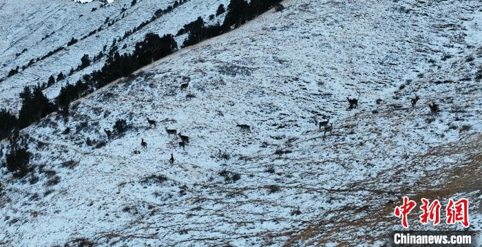 圖為巖羊和馬鹿集體在雪地里休憩?！《继m縣融媒體中心 供圖
