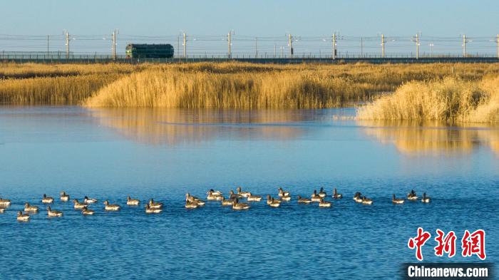 圖為多種野生鳥類在湖中游蕩?！『螁⒔?攝