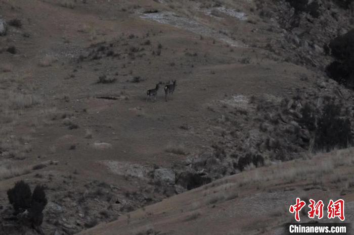 圖為兩只馬鹿在山坡上行走?！〔湃?攝
