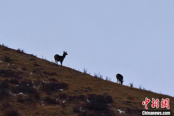 圖為馬鹿在山坡上覓食?！〔湃?攝