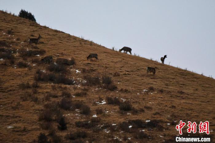 圖為馬鹿群在山坡上覓食?！〔湃?攝