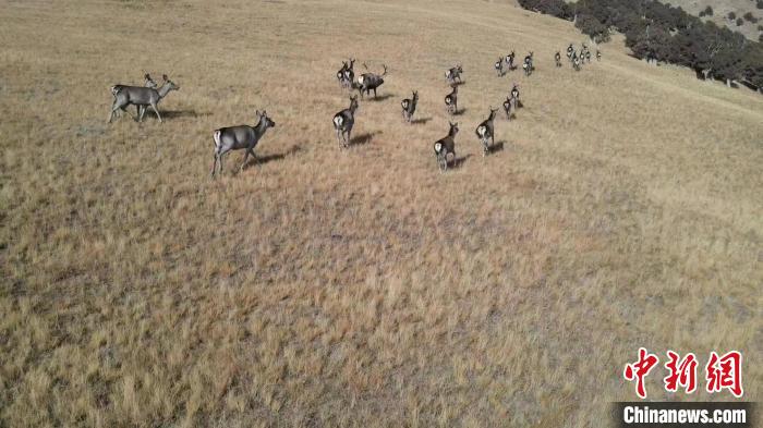 圖為馬鹿群在草地中漫步?！〔湃?攝