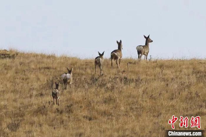 圖為狍鹿在山間漫步?！〔彭椖霞?攝