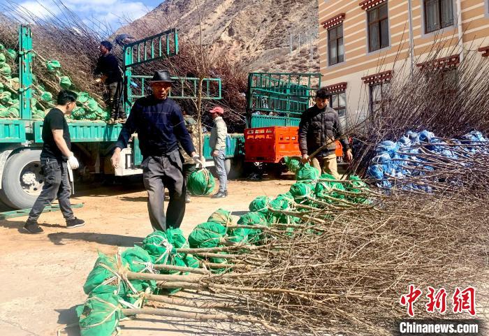 民眾搬運(yùn)苗木?！〔际忻⒖悼h委宣傳部供圖