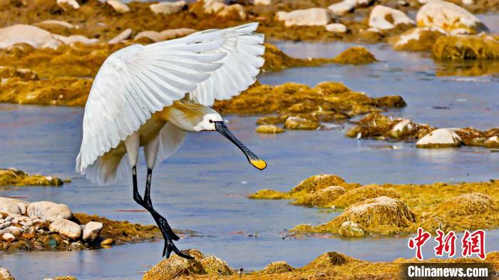 圖為白琵鷺。　嚴(yán)桉 攝