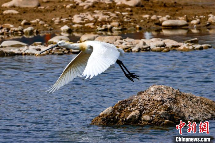 圖為準(zhǔn)備飛翔的白琵鷺?！?yán)桉 攝