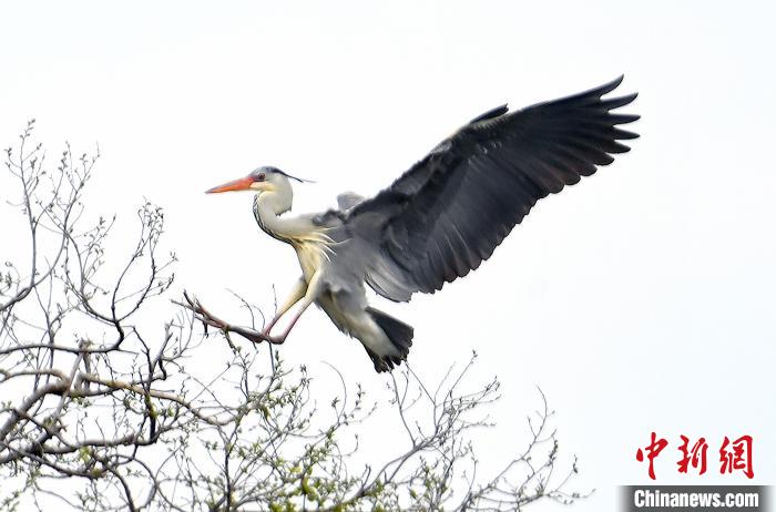 蒼鷺在覓食嬉戲?！“苍?攝