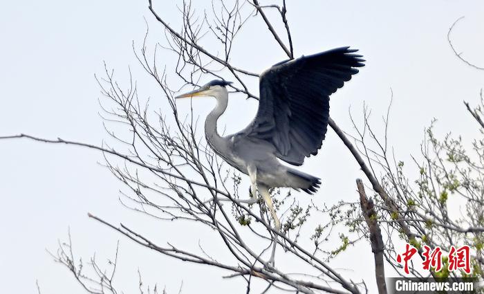 蒼鷺在覓食嬉戲?！“苍?攝