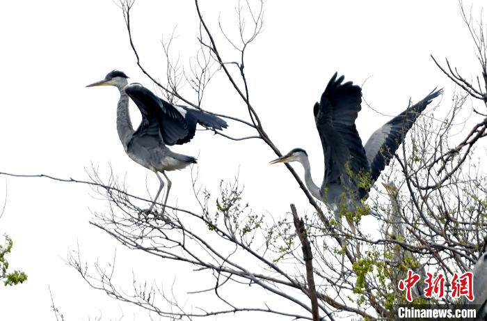 蒼鷺在覓食嬉戲?！“苍?攝