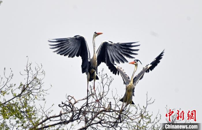 蒼鷺在覓食嬉戲?！“苍?攝