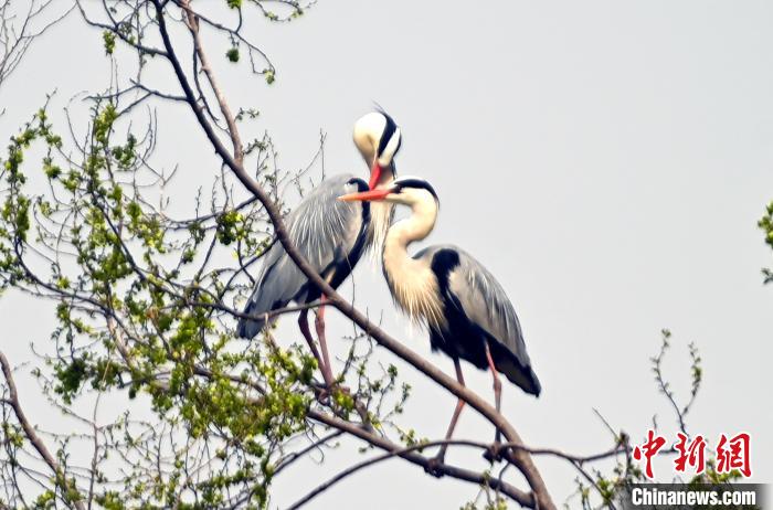 蒼鷺在覓食嬉戲?！“苍?攝