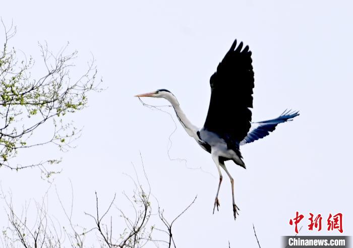 蒼鷺在覓食嬉戲?！“苍?攝