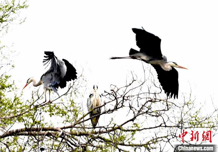 蒼鷺在覓食嬉戲?！“苍?攝