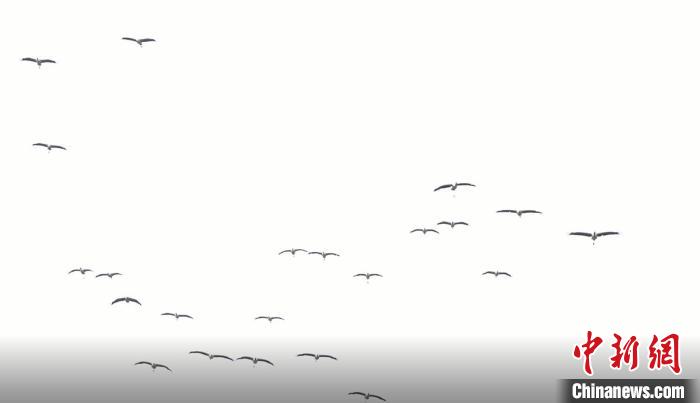 遷徙北歸。　天全縣融媒體中心 供圖