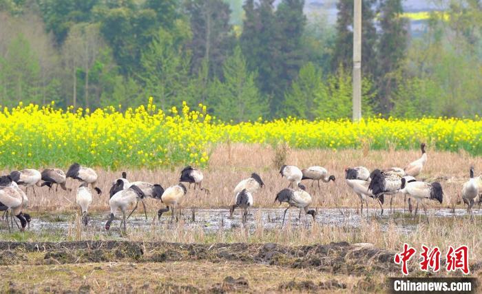 休息補(bǔ)給?！√烊h融媒體中心 供圖