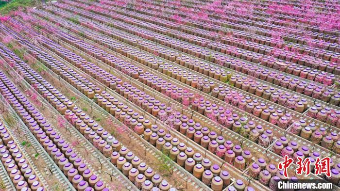 灼灼桃花惹人醉?！㈡?攝