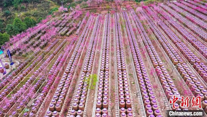 灼灼桃花惹人醉?！㈡?攝