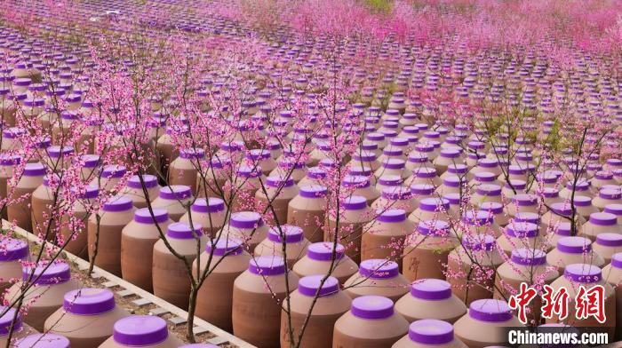 桃花和酒壇相映成趣?！∫足?攝