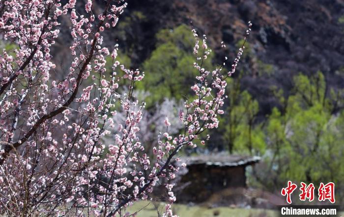 白玉縣河谷間盛開的桃花?！“子袢诿?攝